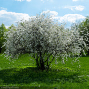 Crabapple, Spring Snow #15